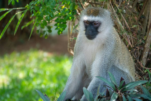 Here is a detailed image showcasing the expressive Mandrill, or sphinx, set against a softly blurry background that adds depth, Nyungwe Forest National Park, Rwanda