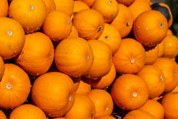 Beautiful Halloween pumpkins or red kuri squash