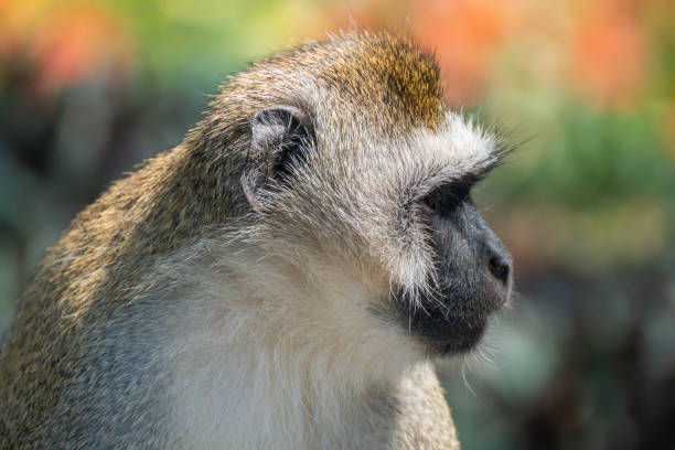 Here is a detailed closeup image showcasing the expressive face of Mandrill, or sphinx, set against a softly blurry background that adds depth, Nyungwe Forest National Park, Rwanda