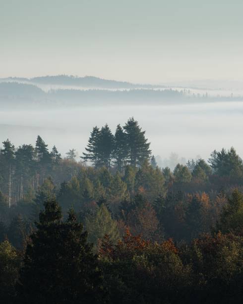 A serene forest landscape with misty hills in the background, showcasing a tranquil atmosphere.
