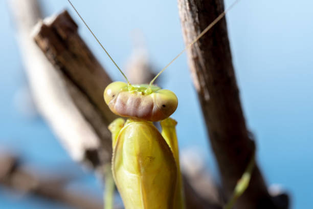 Part of the head of a Praying Mantis appears in one corner of the image. Copy Space