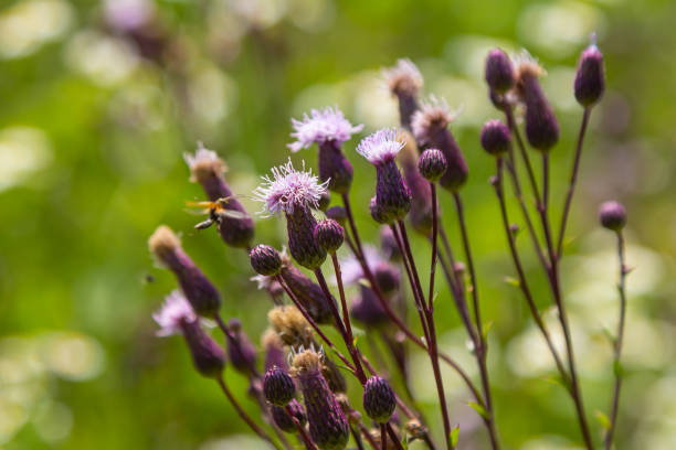 istock Creeping thistles in a summer meadow 2183237117