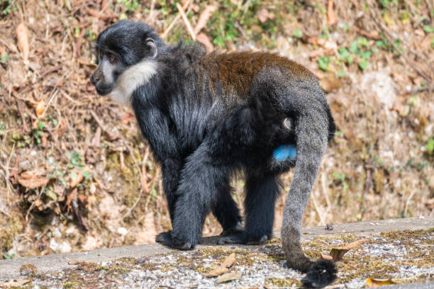 istock A black and white Bearded monkey is peacefully sitting in the tall grass 2183238641