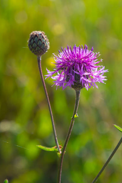 istock Centaurea scabiosa subsp. apiculata, Centaurea apiculata, Compositae. Wild plant shot in summer 2183238758