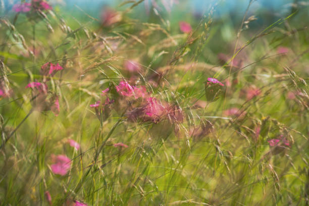Close up of Meadow flowers using multi-exposure