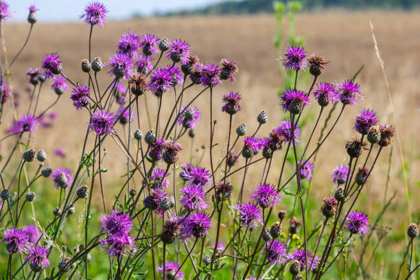 istock Centaurea scabiosa subsp. apiculata, Centaurea apiculata, Compositae. Wild plant shot in summer 2183238832