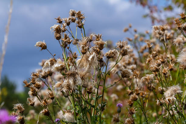 istock Centaurea scabiosa subsp. apiculata, Centaurea apiculata, Compositae. Wild plant shot in summer 2183239225