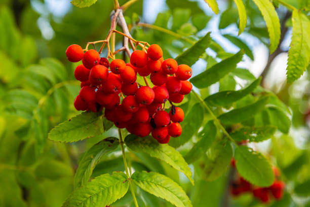 ashberry at dry sunny day