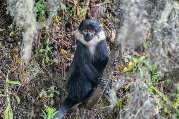 istock A black and white Bearded monkey is peacefully sitting in the tall grass 2183239840
