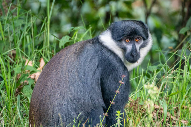 istock A black and white Bearded monkey is peacefully sitting in the tall grass 2183240666