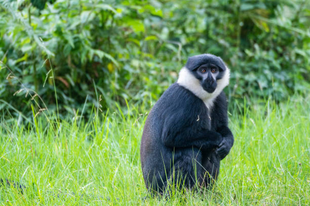 istock A black and white Bearded monkey is peacefully sitting in the tall grass 2183242321
