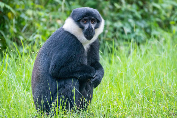 istock A black and white Bearded monkey is peacefully sitting in the tall grass 2183243145