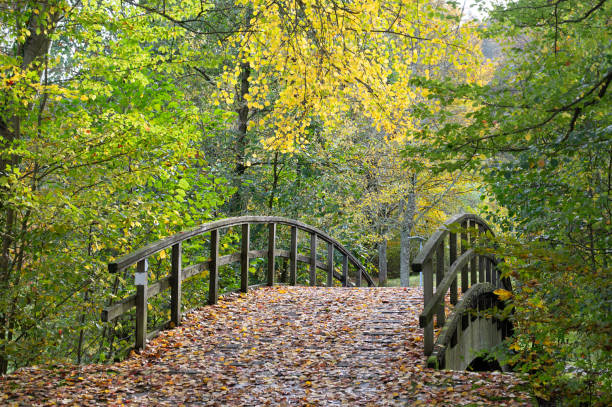 Bridge in autumn forest, colorful foliage on the tree, path through deciduous trees, landscape