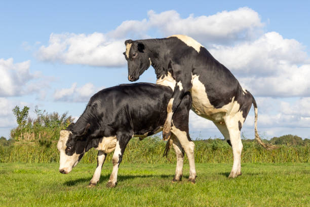 istock Cows rutting, piggyback, black and white, side view and a blue sky 2183245245