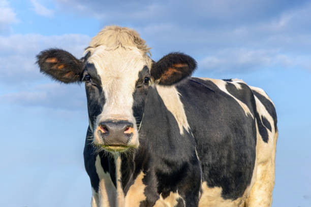 istock Cute cow, black and white, looking, in front of  a blue sky 2183245246