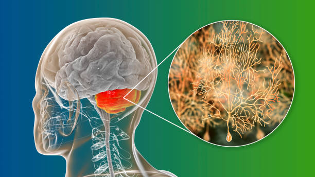 istock Human cerebellum and Purkinje neurons, illustration 2183245317