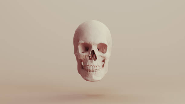 istock Human skull beige shape design neutral monochrome soft tones skin tones background brown 2183245431