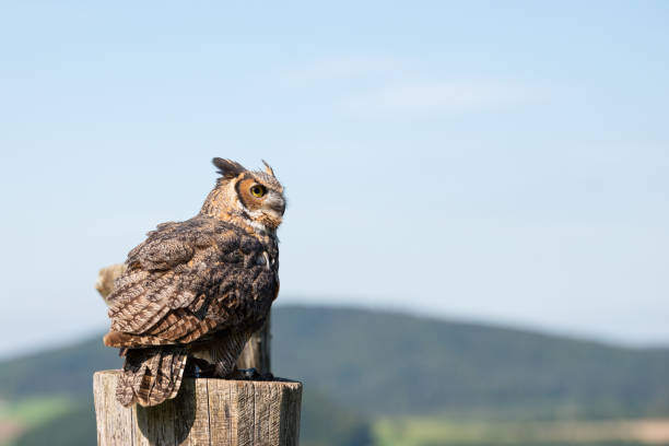 istock Great horned eagle owl, wildlife, raptor bird on a tree trunk, habitat, forest and meadow landscape 2183245495