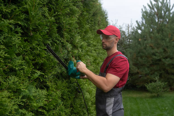 istock Gardener trimming hedge using electric hedge trimmer 2183246047