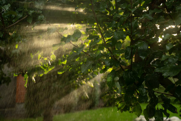 Sunbeams shine through the branches of a tree adorned with green leaves during a refreshing rain shower, creating a beautiful interplay of light and nature