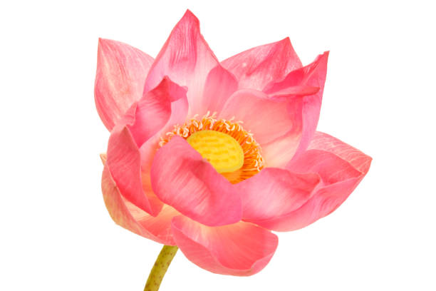 istock Beautiful Pink Lotus Flower Isolated on White Background 2183246752