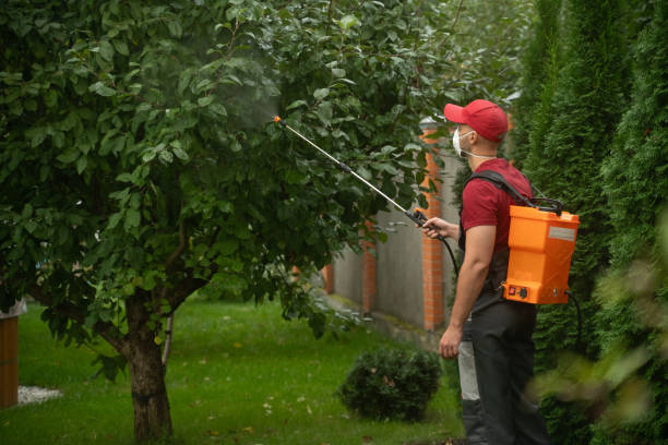 istock Gardener applying insecticide spraying fruit tree wearing protective mask 2183247129