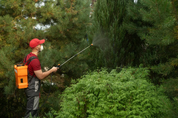 istock Gardener wearing protective mask spraying insecticide on hedge 2183248437