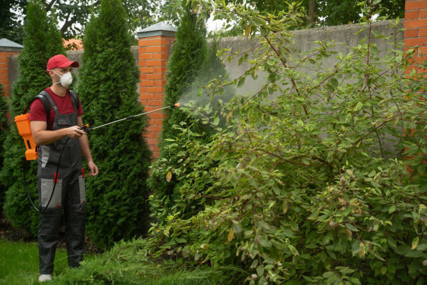 Gardener wearing protective mask spraying insecticide on garden plants stock photo