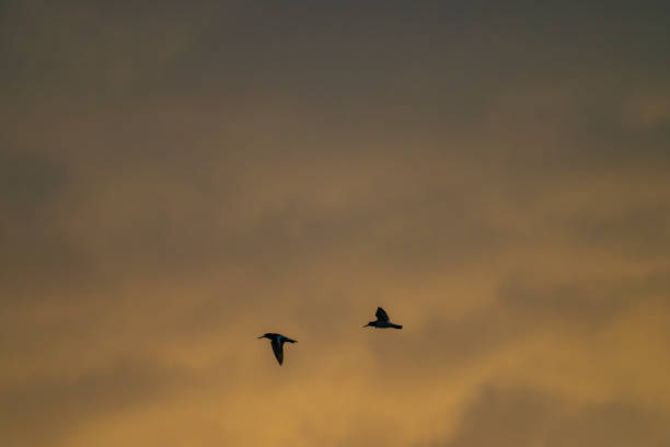 Eurasian oystercatchers (Haematopus ostralegus) also known as the common pied oystercatcher flying in a sunset.