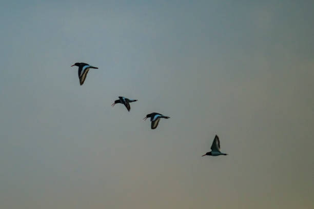 Eurasian oystercatchers (Haematopus ostralegus) also known as the common pied oystercatcher flying in a sunset.