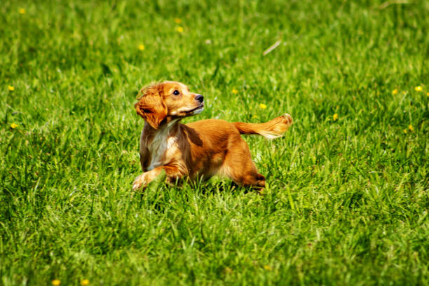 working red cocker spaniel running in a field of green grass