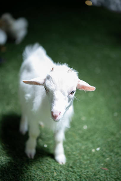 Cute mini American Pygmy Goat Animal with green grass.