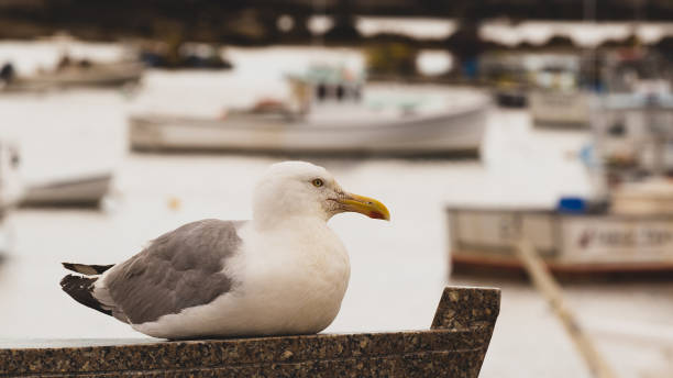 istock seagull perches on a ledge overlooking a harbor filled with boats in Maine 2183253290