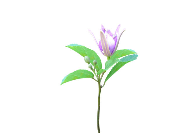 Grewia or Sandpaper raisin plant on isolated white background