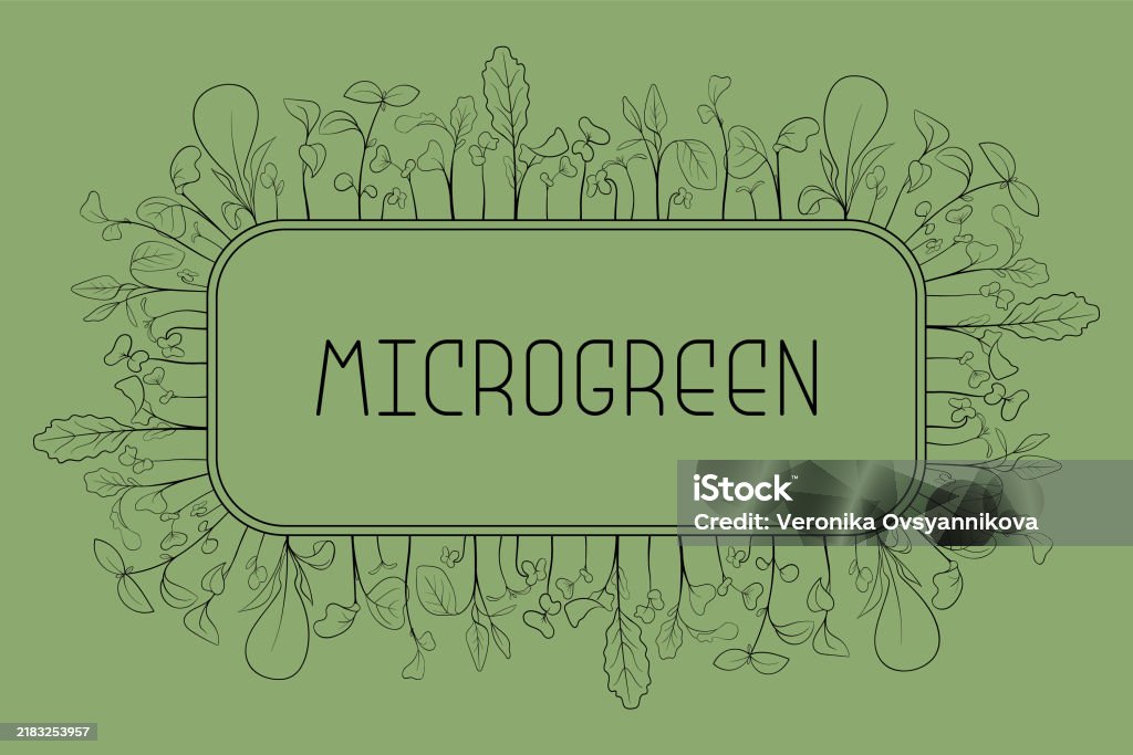 Sprout Text Border Microgreen Leaves And Sprouts Border In Rectangular Frame In Sketch ...