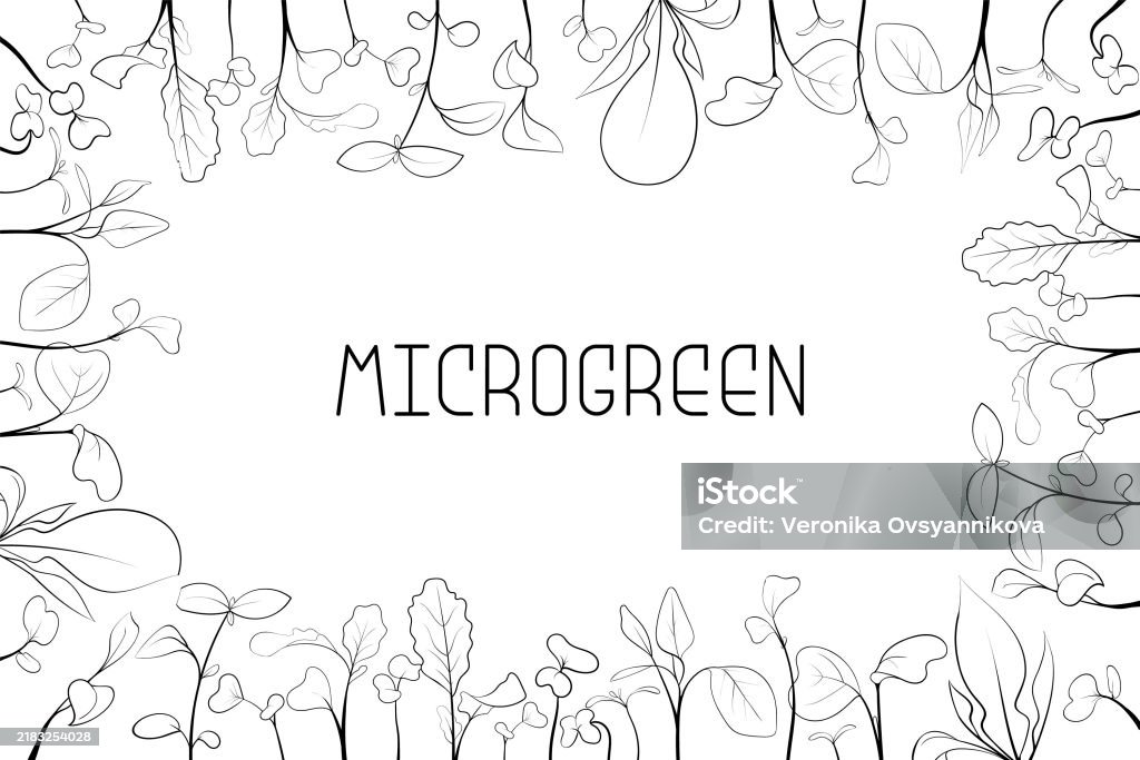 Sprout Text Border Microgreen Leaves And Sprouts Border In Rectangular Frame In Sketch ...