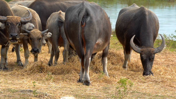 istock Thai buffaloes walk to eat grass in a wide field. 2183254074