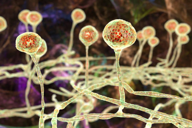 istock Mucor mold, black fungus, illustration 2183254895