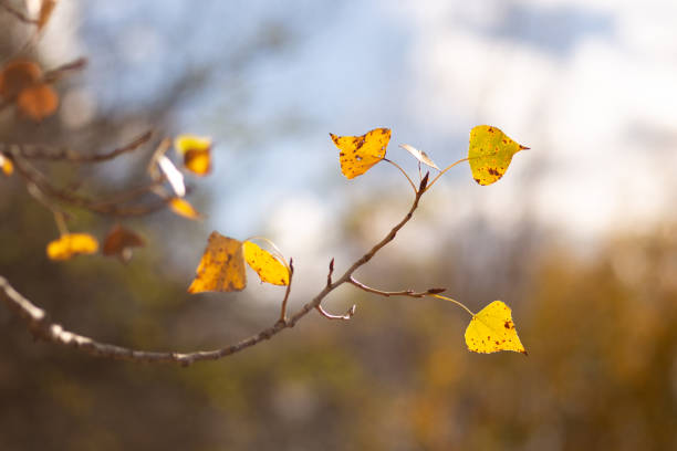 autumn forest landscape with colorful leaves