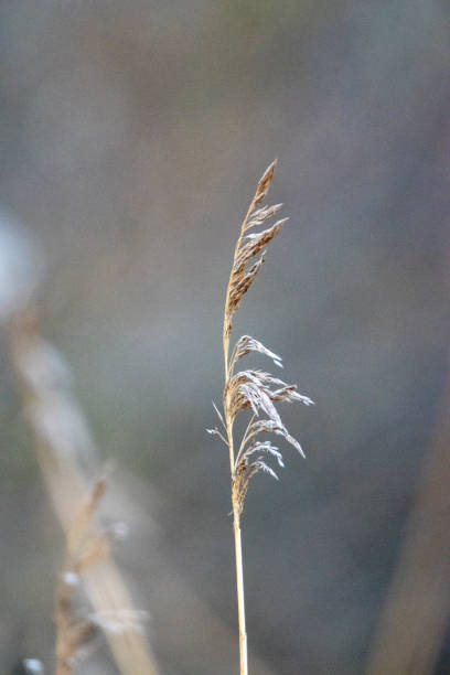 istock Sedge flowering head in winter with light and shadow 2183256700