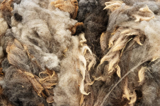 istock sheeps wool fleece after the sheep was shorn 2183257037