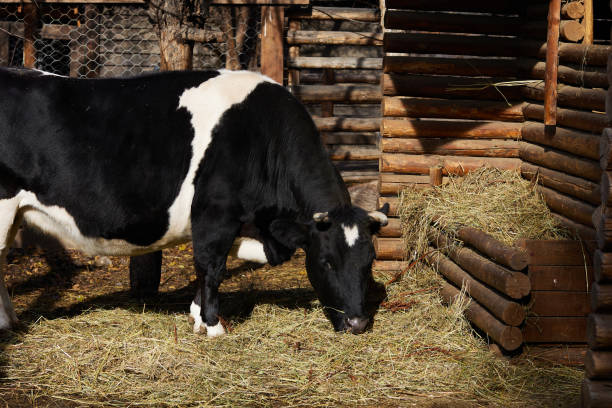 Cow eating hay on a farm.