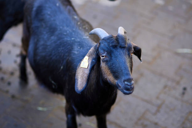 A black goat with horns on a livestock farm.