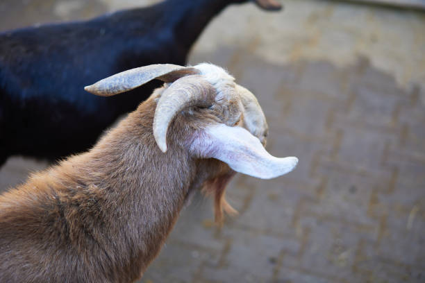 istock A goat with horns on a livestock farm. 2183257593