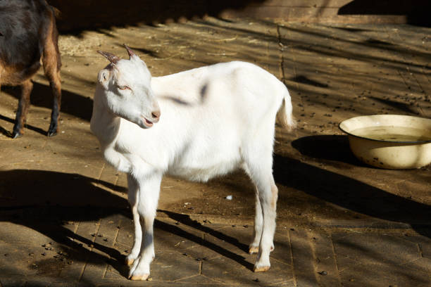 Two goats enjoy the sun in front of the stable