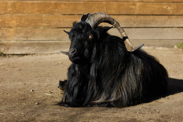 A black goat with horns is resting on a livestock farm.
