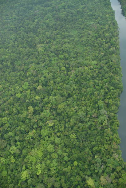 istock single bend in a river with an riel view of the jungle rain forest canopy in Toledo District, Southern Belize, Central America with tree tops in lush green taken from a light aircraft 2183257851