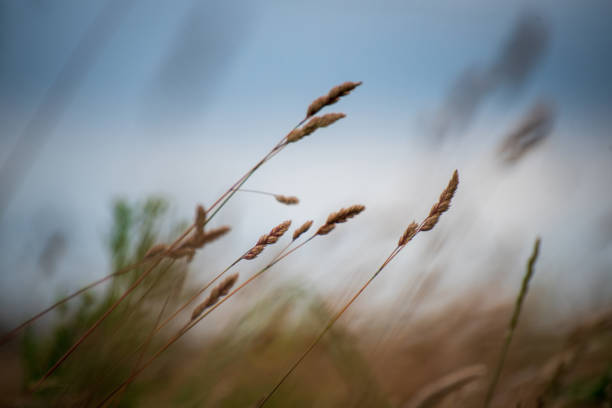 Close up of meadow grass blowing in the wind against a stormy sky