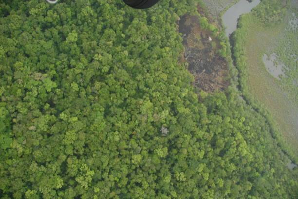 istock single bend in a river with an riel view of the jungle rain forest canopy in Toledo District, Southern Belize, Central America with tree tops in lush green taken from a light aircraft 2183258099