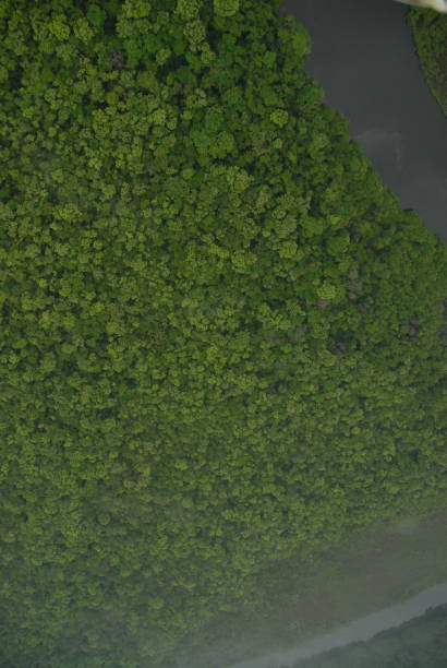 istock single bend in a river with an riel view of the jungle rain forest canopy in Toledo District, Southern Belize, Central America with tree tops in lush green taken from a light aircraft 2183258100